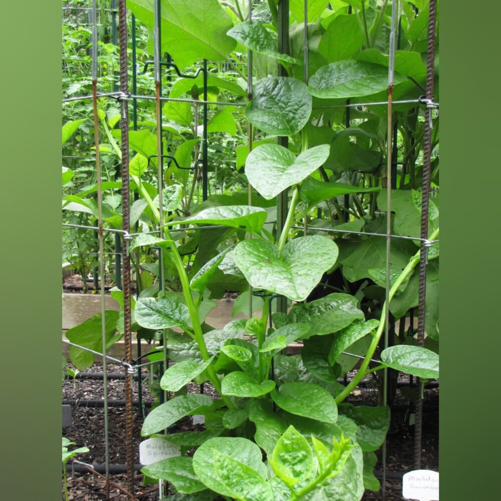 Green Malabar Spinach/ Pasalai keerai seeds