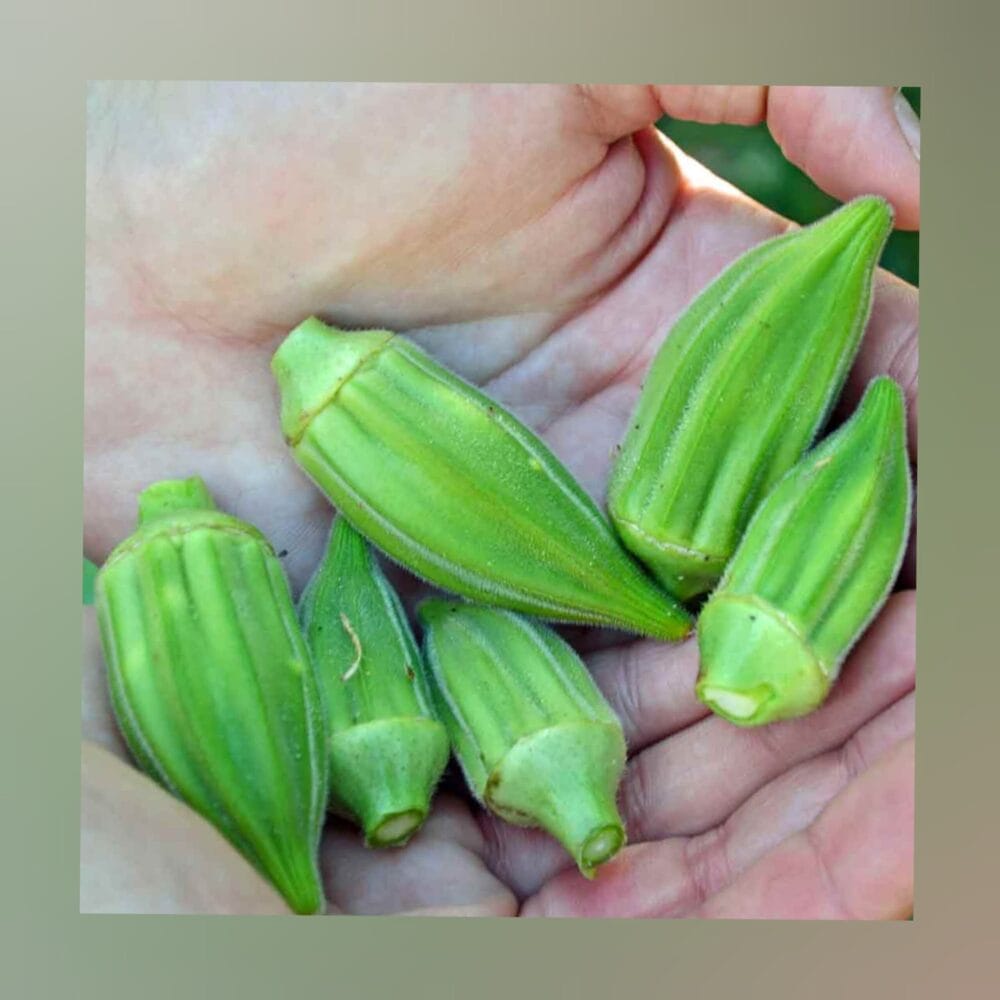 Short Green Okra vegetable seeds - Image 2