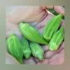 Short Green Okra vegetable seeds - Image 2