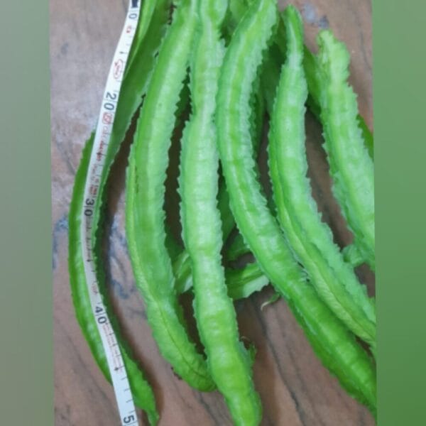 Green Winged Beans XL Gardening Seeds