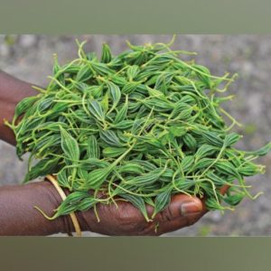 Luffa Tuberosa Adhalakkai tuber seeds