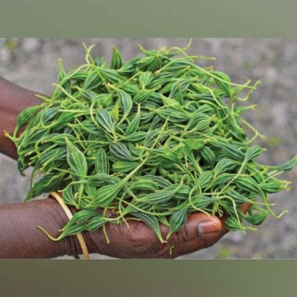Luffa Tuberosa Adhalakkai tuber seeds