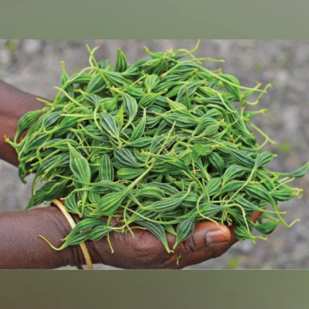 Luffa Tuberosa Adhalakkai tuber seeds