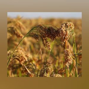 Native Hill Proso millet / Varagu seeds