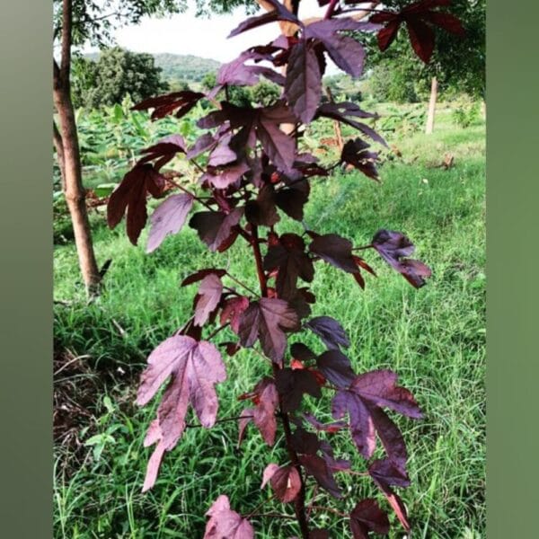 Gongura Red Leaves vegetable seeds