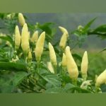 Heirloom White Birdseye chilli Seeds