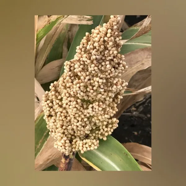 White Sorghum Vellai Cholam organic seeds