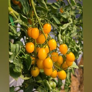 Yellow Oval Cherry open pollinated tomato seeds