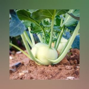 Green KnolKhol Kohlrabi op seeds