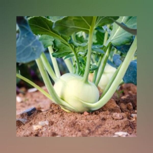 Green KnolKhol Kohlrabi op seeds