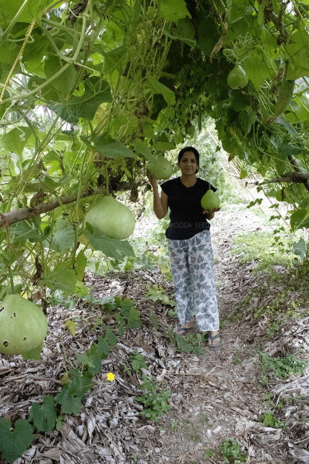 Bottle Gourd Big Round Vegetable Seeds