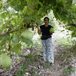 Bottle Gourd Big Round Vegetable Seeds