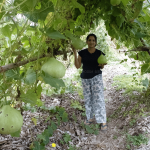 Bottle Gourd Big Round Vegetable Seeds