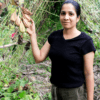 chinna peerkangai