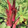 Red Okra vegetable OP Seeds - Image 2