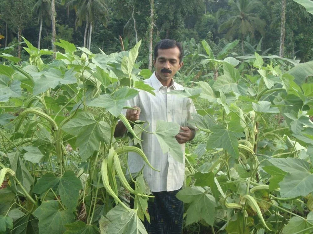 Elephant Tusk okra