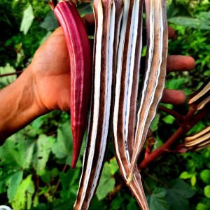 Red Okra vegetable OP Seeds