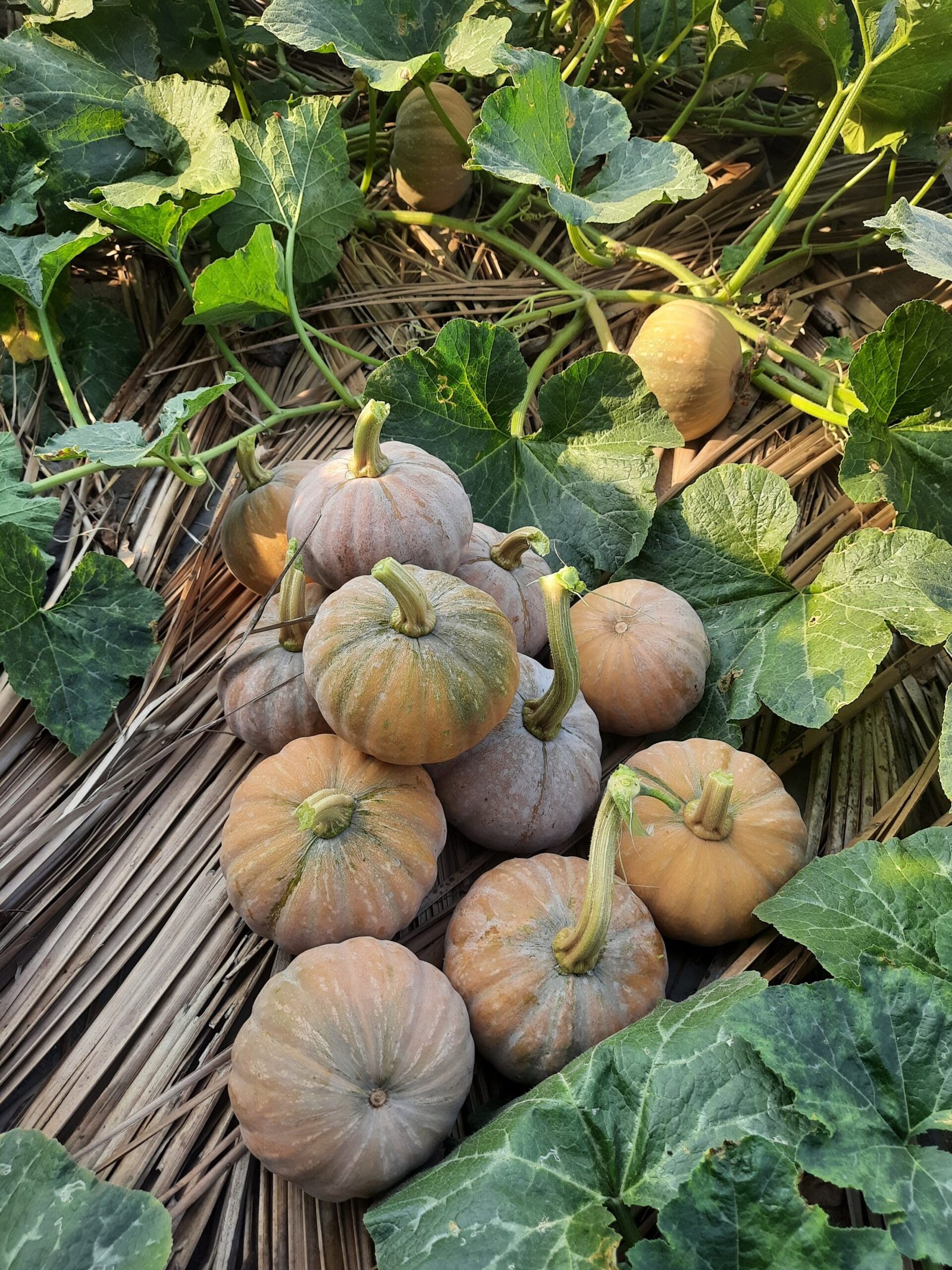 Small Pumpkin Chittu Poosani high yielding vegetable seeds - Image 2