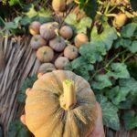 Small Pumpkin Chittu Poosani high yielding vegetable seeds