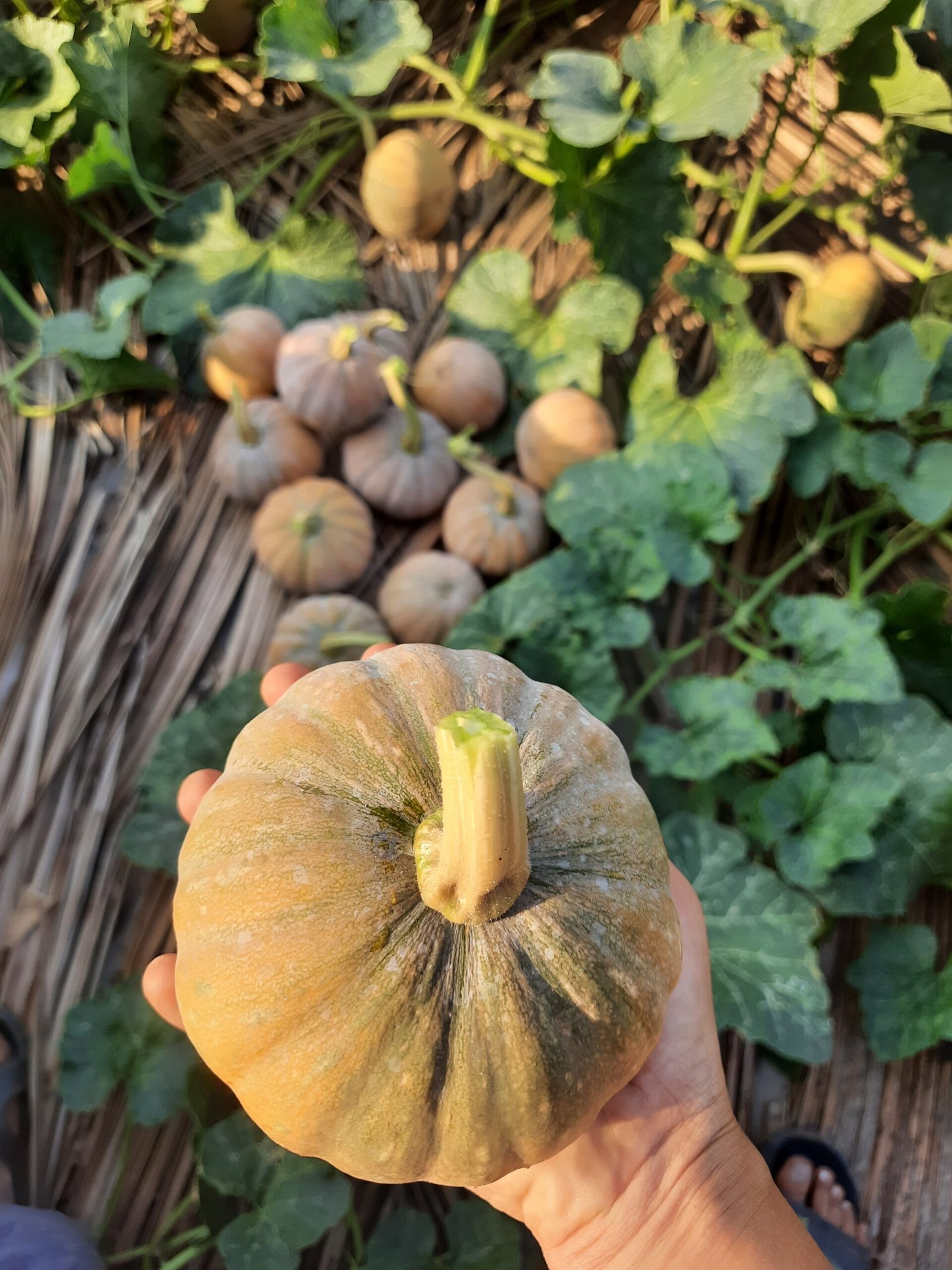 Small Pumpkin Chittu Poosani high yielding vegetable seeds