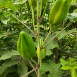 Musk Mallow Kasthuri Okra Seeds