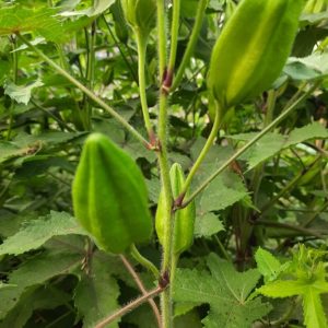 Musk Mallow Kasthuri Okra Seeds
