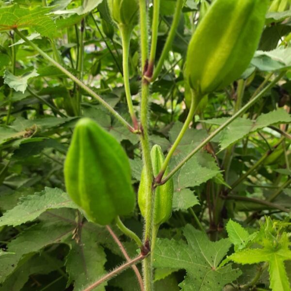Musk Mallow Kasthuri Okra Seeds
