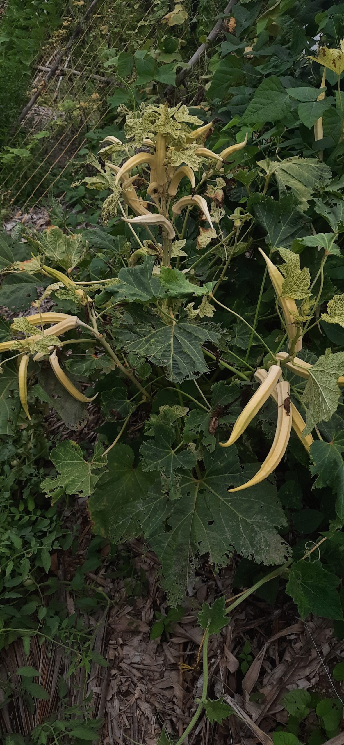 White Okra Hooga Seed Keepers Collective