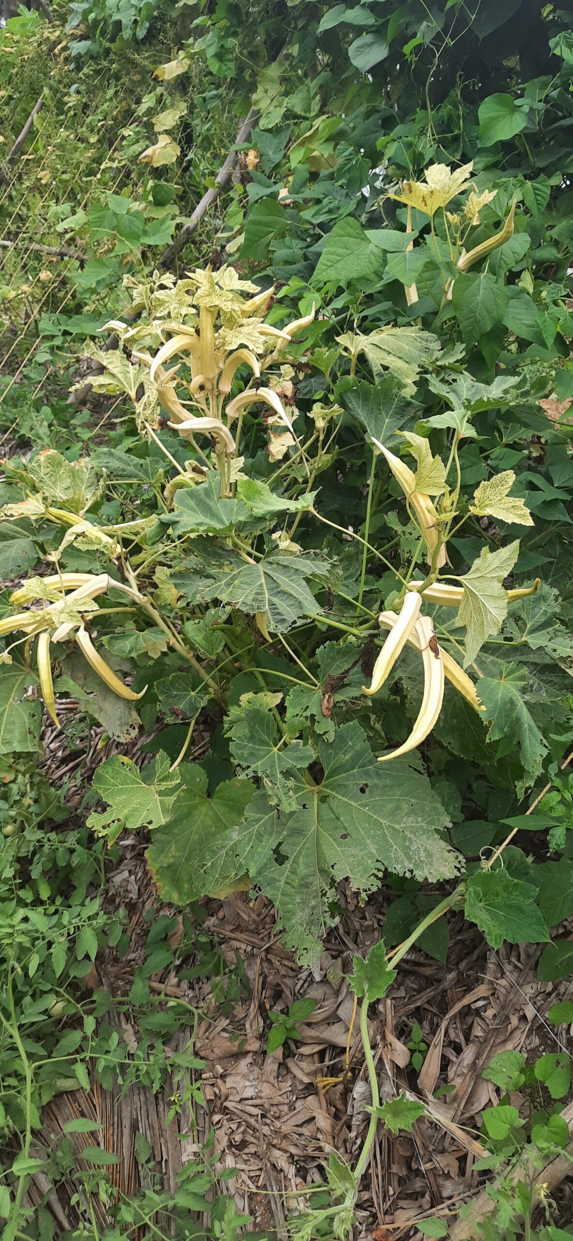 White Okra Hooga Seed Keepers Collective