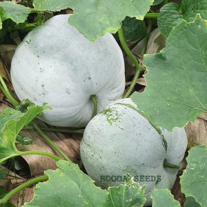 Ash Gourd Big open pollinated vegetable seeds