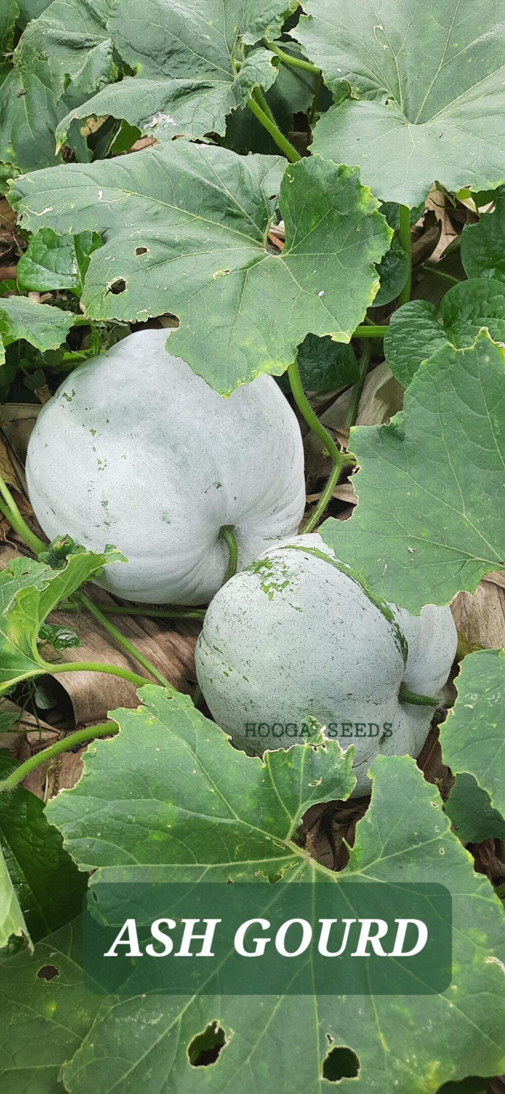 Ash Gourd Big open pollinated vegetable seeds