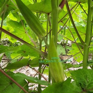 Indigenous Forest Okra Seeds