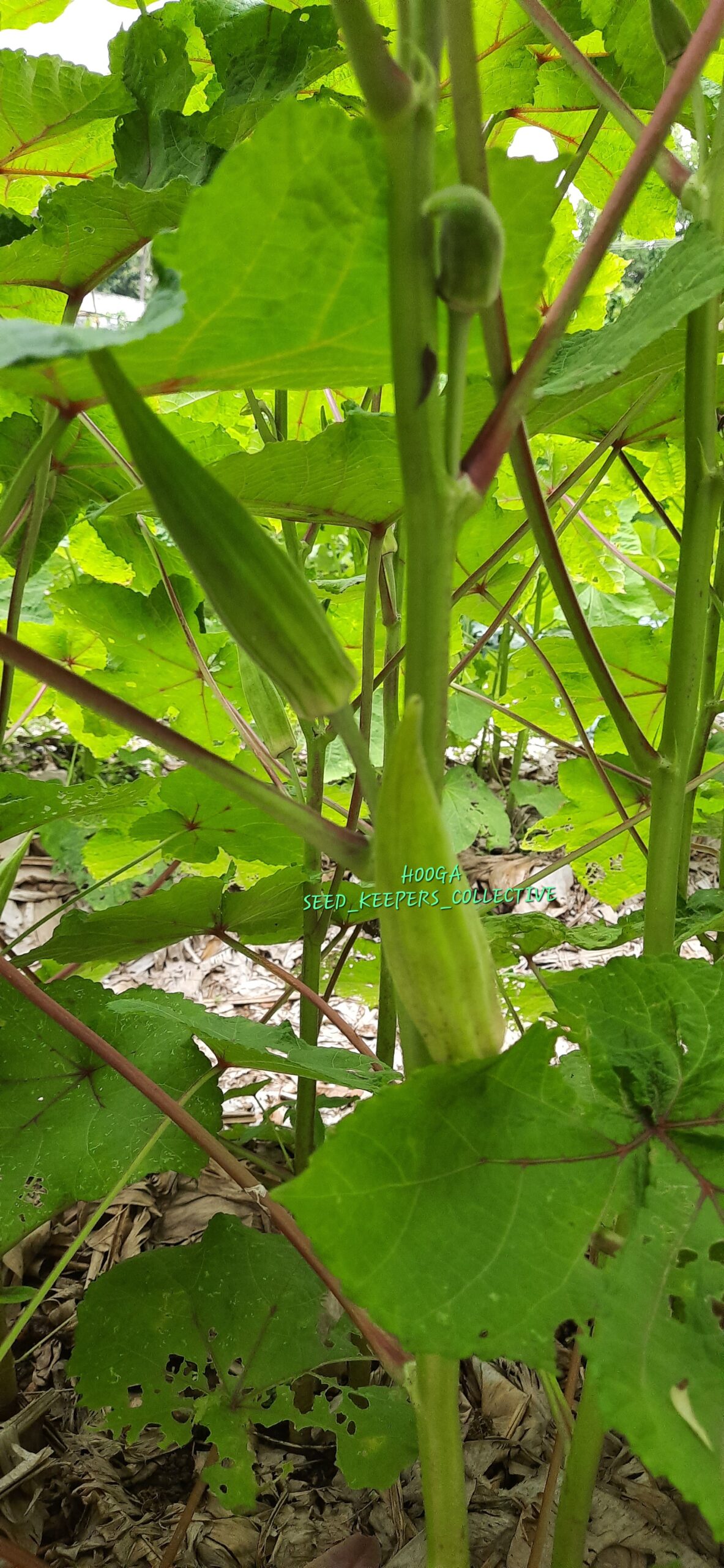 Forest Okra Hooga Seed Keepers Collective