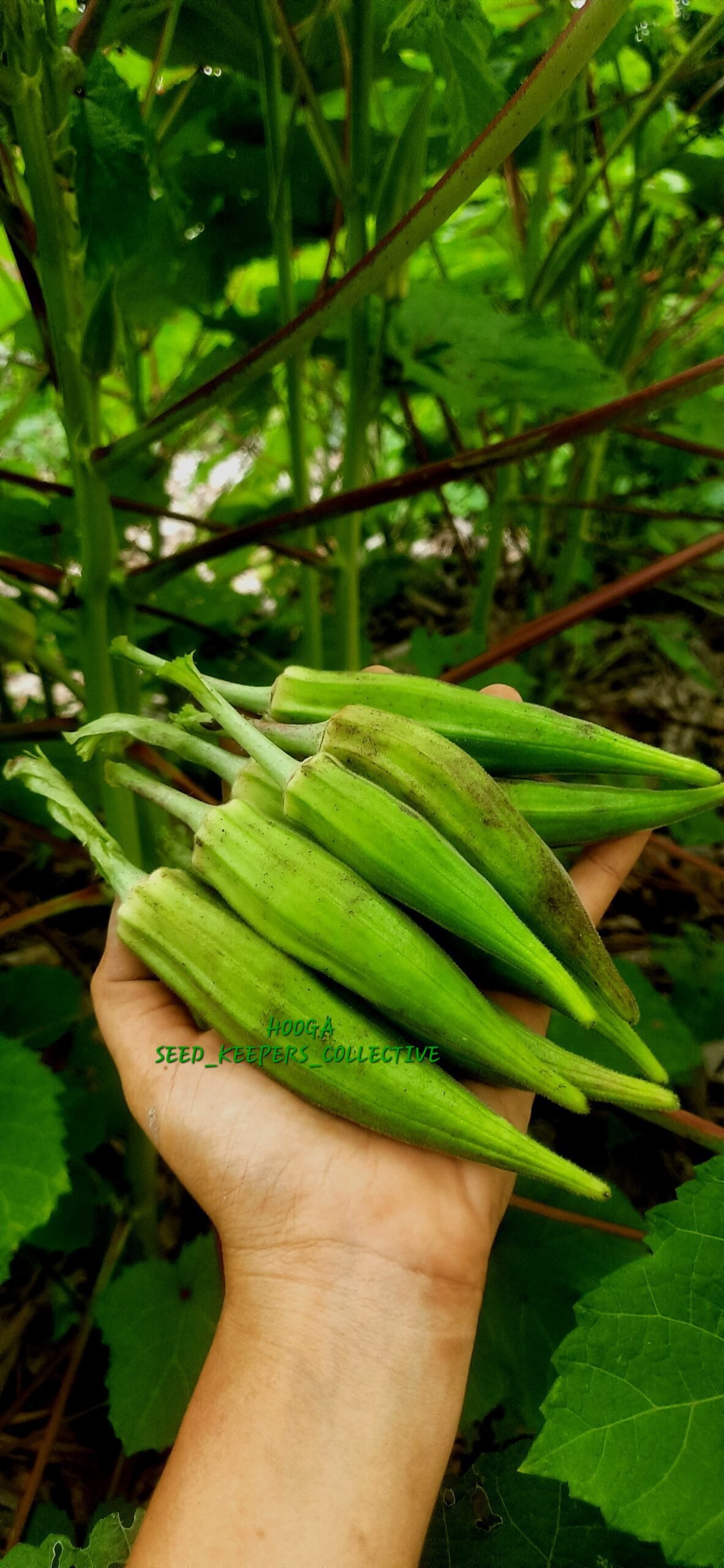 Indigenous Forest Okra Seeds - Image 2