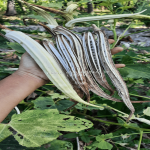 White Okra vegetable Seeds