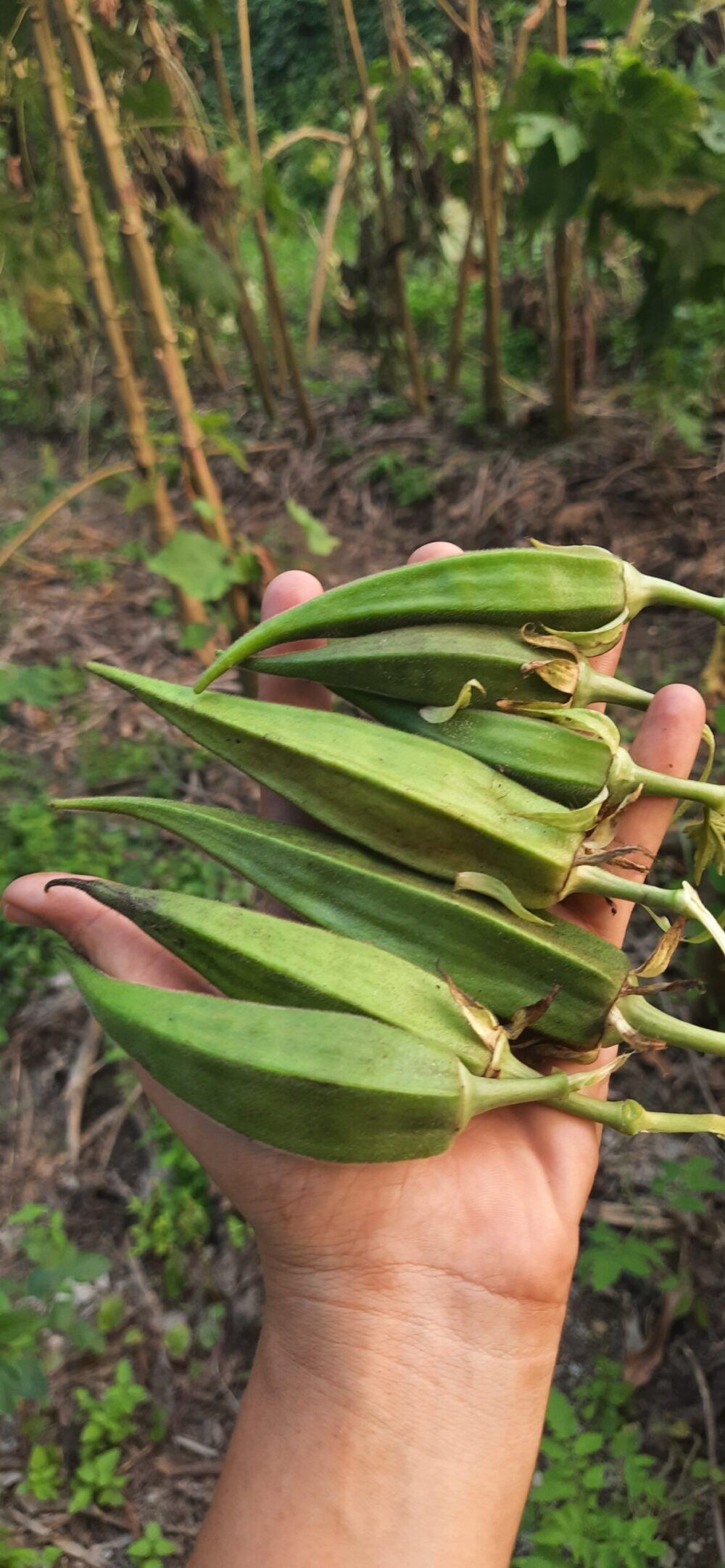 Heirloom Assam Giant Tree Okra Seeds - Image 2