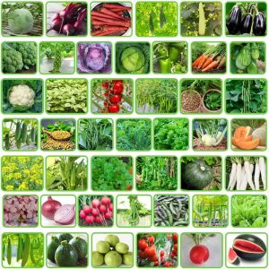 Terrace Garden Combo Pack