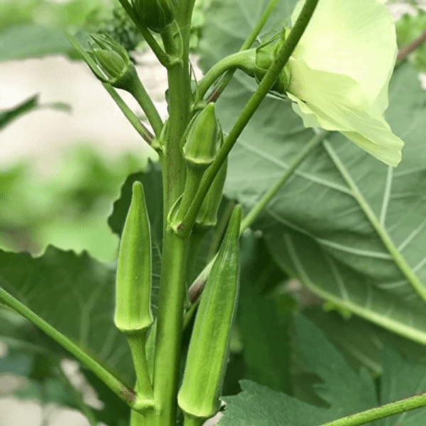Okra Seven Lines vegetable Seeds