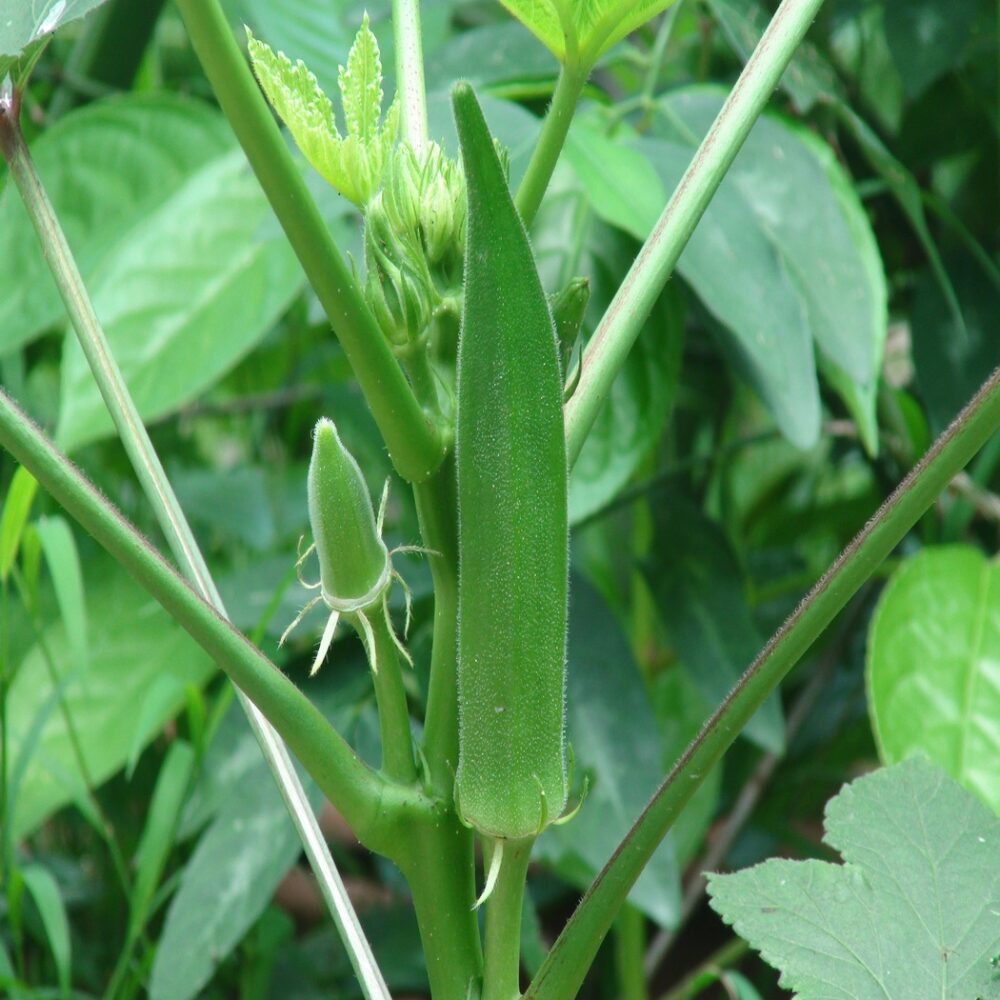 Green Okra Long vegetable Seeds