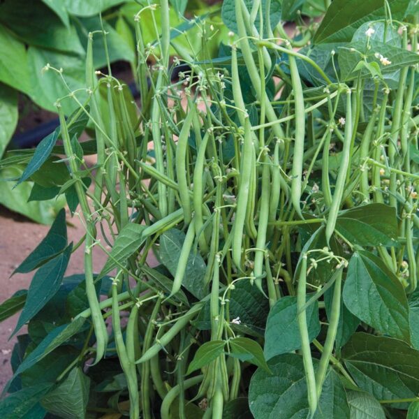 Green French Bush Bean Seeds