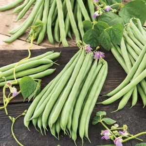 Climbing French Green Bean Seeds
