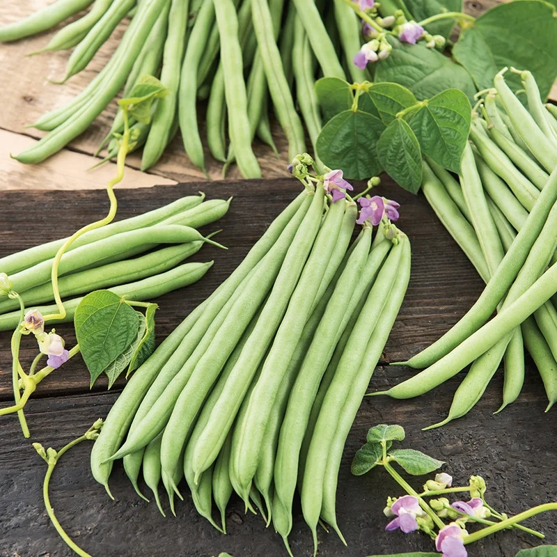 Climbing French Green Bean Seeds