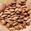 Dragon Tongue Bean Gardening Seeds - Image 2