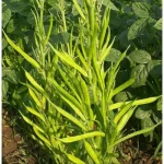 Cluster Beans Long Gardening Seeds