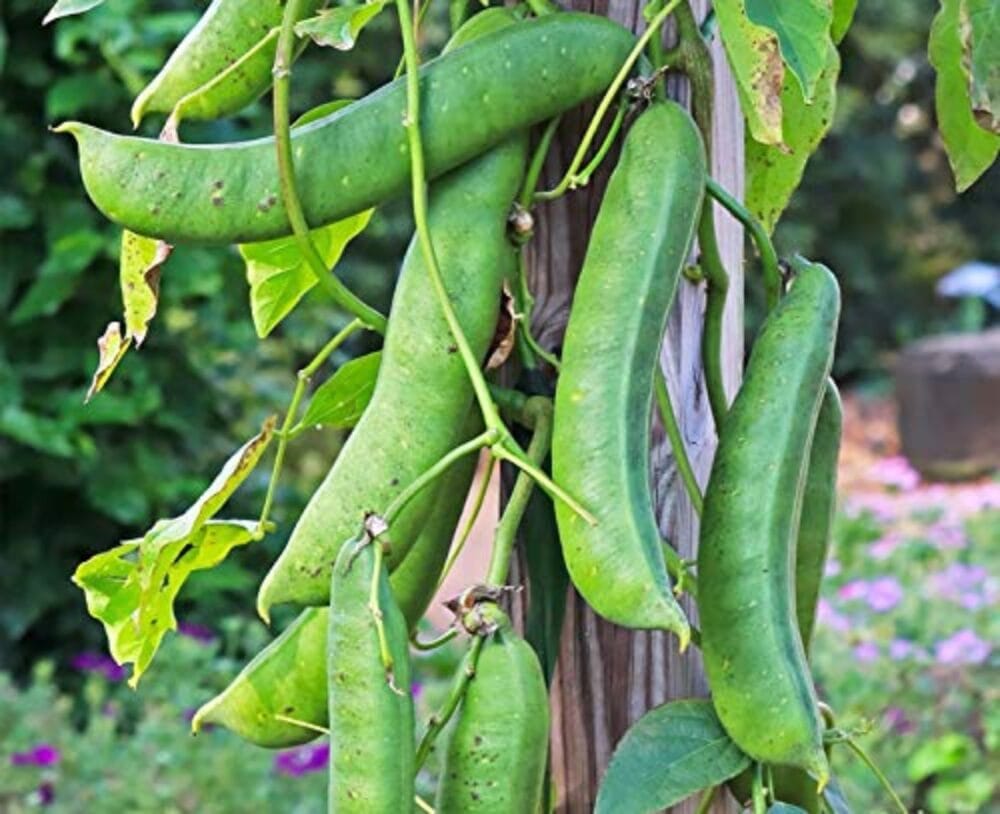 Sword Beans Climber/Thamattai Avarai Kodi Hooga Seed Keepers Collective