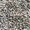 Cluster Beans Short Local Gardening Seeds - Image 2