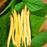 Yellow Bush Bean Gardening seeds