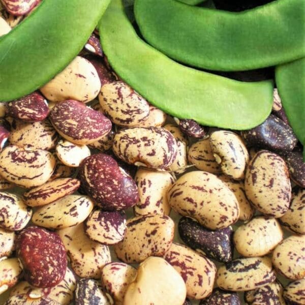 Lima Bean Gardening Seeds