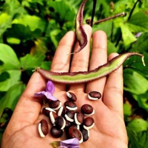 Dolichos Chicken Beans Violet Local Seeds