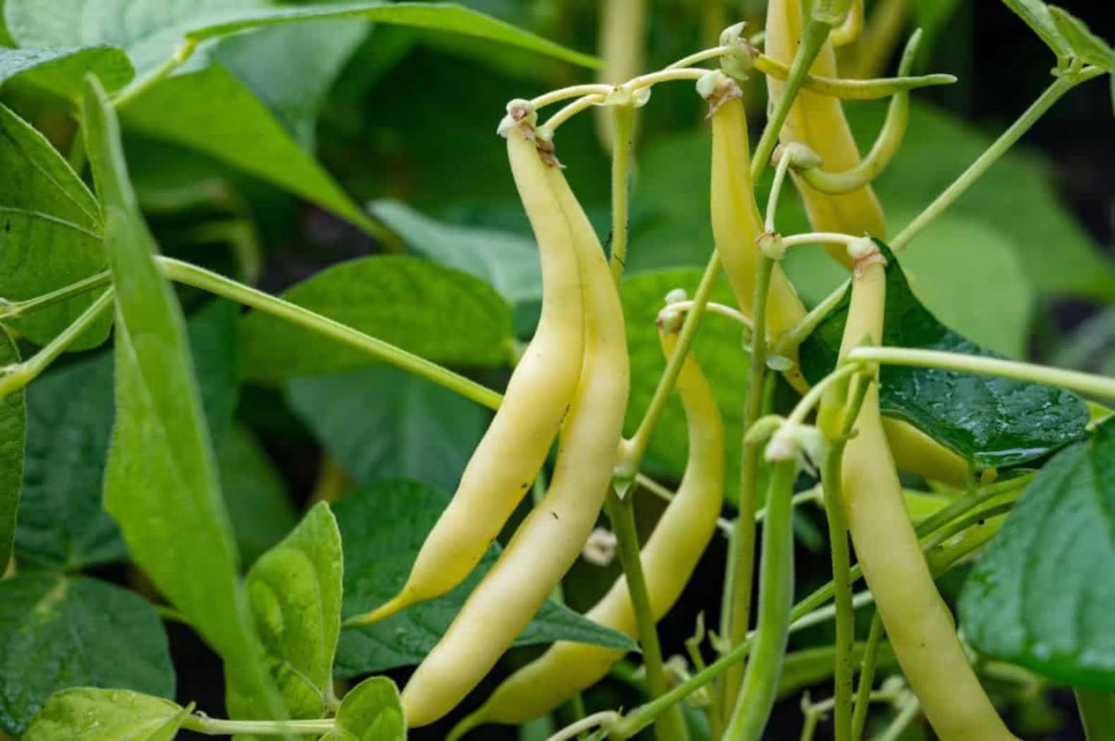 Yellow Bush Beans - Hooga Seed Keepers Collective